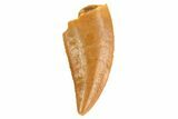 Serrated, Raptor Tooth - Morocco #72605-1